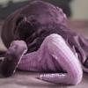 Огромный фиолетовый осьминог