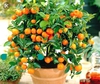 Апельсиновое или лимонное дерево