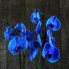 орхидея синяя