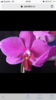 Орхидею цвета фуксии однотонную или с белыми цветами, не не в крапинку
