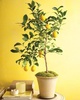 Лимонное/мандариновое дерево