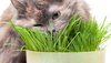 трава для кота