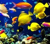 аквариум с красивыми рыбками
