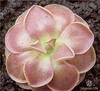 PINGUICULA "WESER"