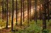 гулять по хвойному лесу