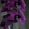 Орхидея Черный Дендробиум