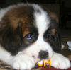 saintbernard