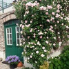 Дом с розовым садом
