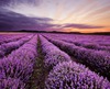 Lavender Field