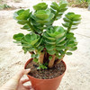 Portulaca Molokiniensis