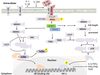 Carbon-based Nanocages Synthesis