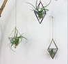 air plants