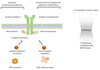 Drug Loaded Liposomes