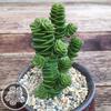 crassula green pagoda