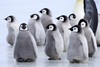 Обниматься с пингвинами