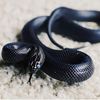 Lampropeltis getula nigrita