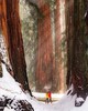 посетить Sequoia National Park в Калифорнии