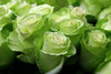 Бело-зеленые розы "Green tea"
