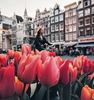 в Амстердам в период цветения тюльпанов