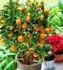 Lemon or Tangerine tree