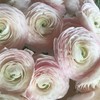 Ranunculus