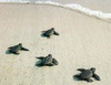 Отпустить черепашек в океан