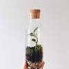 Растение в бутылке