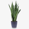 Sansevieria