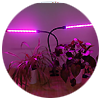Светодиодная лента для растений