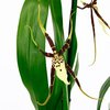 Орхидея Брассия (сорт Тоскана)