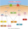 eno2 antibody