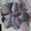 Echeveria PERLE VON NURNBERG