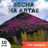 Путешествие по цветущему Алтаю