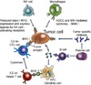 anti cancer immunity