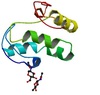 wnt1 protein