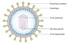 Epstein–Barr Virus Antigens
