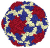 HAV Antigens
