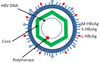 Hepatitis B Virus Antigens