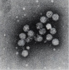 HCV Antigens