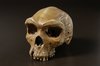 Пластмассовый макет черепушки какой-нибудь древней обезьянки типа питекантропа
