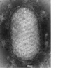 Orf Virus Antigens