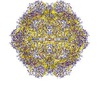 Parvovirus Antigens