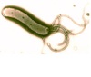 Helicobacter pylori Antigens