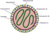 Respiratory Syncytial Virus Antigens