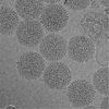 RVFV Antigens