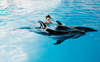 Плавание с дельфинами в Москвариуме
