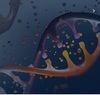 sirna therapeutics