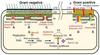 bremelanotide pt 141