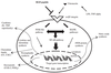 cell penetrating peptides