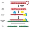 sirna and cancer